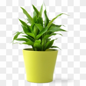 Office Plant Png, Transparent Png - yucca plant png