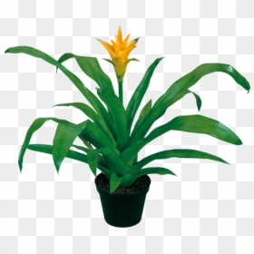Houseplant, HD Png Download - yucca plant png