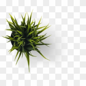 Minimalist Grass Png, Transparent Png - yucca plant png