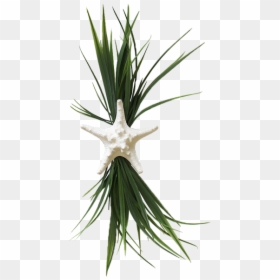 Grass, HD Png Download - yucca plant png