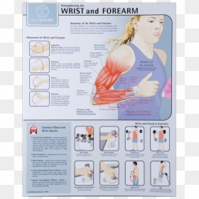 Wrist And Forearm - Forearm Muscles Exercises Charts, HD Png Download - forearm png