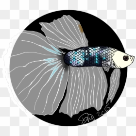 Fenris The Betta - Illustration, HD Png Download - betta png