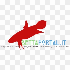 Illustration, HD Png Download - betta png