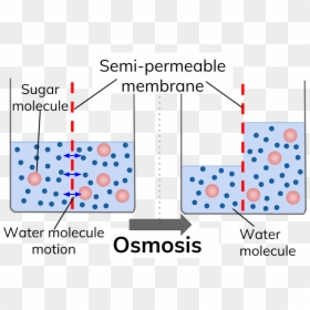 Https - //senecalearning - - Blood Osmolarity, HD Png Download - water molecule png