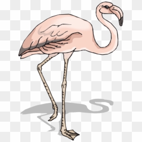 Vector Graphics,free Pictures, Free Photos, Free Images, - Bird, HD Png Download - flamingo vector png