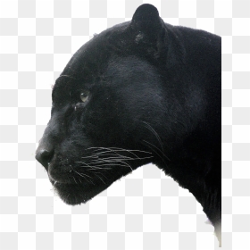 Jaguar, HD Png Download - panther head png