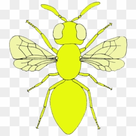 Fly Clipart Mosca - Net-winged Insects, HD Png Download - moscas png
