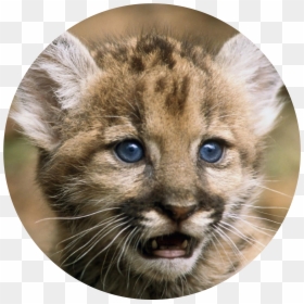Florida Panther - Baby Cute Florida Panther, HD Png Download - panther head png
