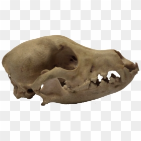 3d Printed Dog Skull Side View - Dog Skull Side View, HD Png Download - side skull png