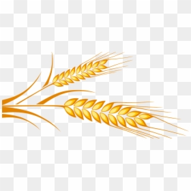Grains Free On Dumielauxepices - Illustration, HD Png Download - wheat transparent png