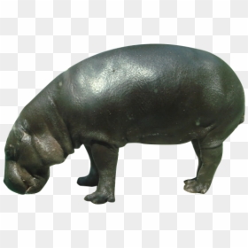 Pygmy Hippopotamus Rhinoceros Wildlife - Pygmy Hippo Png, Transparent Png - baby hippo png