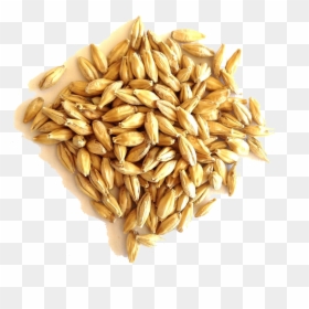 Barley Grain Png File - جو In English, Transparent Png - wheat transparent png