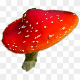#mushroom #nature #aliceinwonderland #alice In Wonderland - Alice In Wonderland Mushroom Png, Transparent Png - red mushroom png