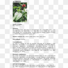 Jordan H0 751 Hierba Fibra Verde Decoración Y Piezas - Vademecum De Plantas Medicinales, HD Png Download - hierba png