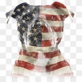Pitbull Png, Transparent Png - usa flag vector png