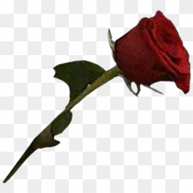Rose With Blood Png, Transparent Png - pretty flowers png