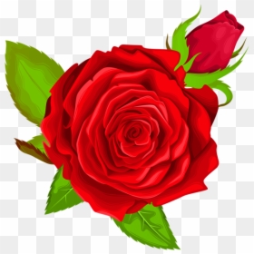 Red Rose Decorative Png Clip Art Image - Purple Rose Png, Transparent Png - red rose transparent png