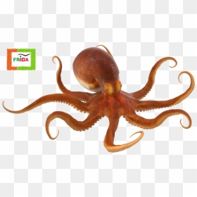 Octopus Png, Transparent Png - polvo png