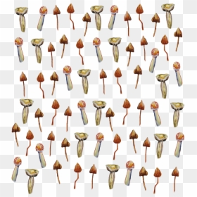 Collection, HD Png Download - magic mushroom png