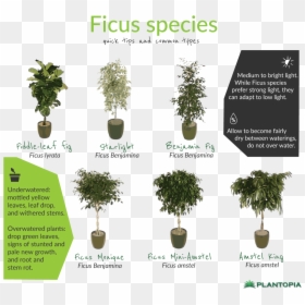 Ficus Facts And Care - Bonsai, HD Png Download - ficus tree png
