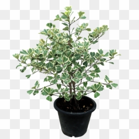 Ficus Triangularis Variegata, HD Png Download - ficus tree png