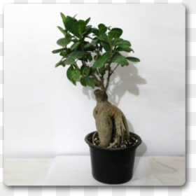 Bonsai, HD Png Download - ficus tree png