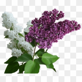Lilac Png - Ветка Сирени Пнг, Transparent Png - aesthetic flowers png