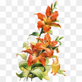 Botanical Flower Png - Tiger Lily Flower Art, Transparent Png - aesthetic flowers png