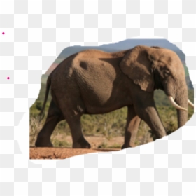 Movement In Terrestrial Animals, HD Png Download - elephant trunk png