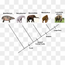 Picture - Deinotherium Giganteum, HD Png Download - elephant trunk png