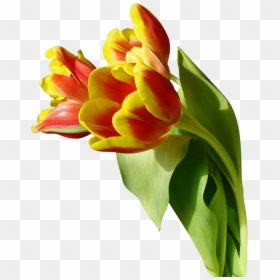 Tulip - Nature Flower Png Background, Transparent Png - tulip flower png