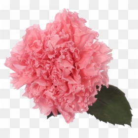 Carnation, HD Png Download - red carnation png