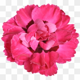 Dianthus, HD Png Download - red carnation png