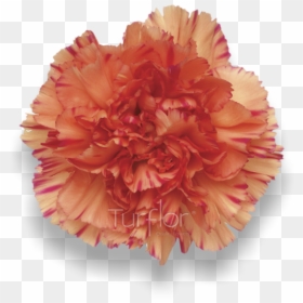 Carnation, HD Png Download - red carnation png