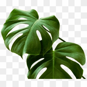 Exotische Pflanze, HD Png Download - monstera png