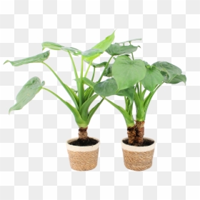 Alocasia Cucullata Op Stam, HD Png Download - monstera png