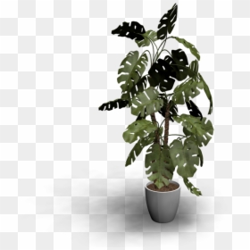 Design , Png Download - Bonsai, Transparent Png - monstera png