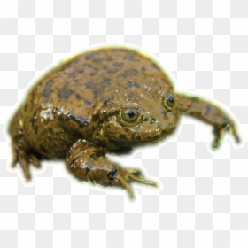 Eastern Spadefoot, HD Png Download - toad animal png