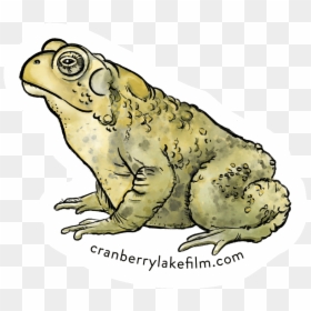 Cranberrylake Sticker Toad - Colorado River Toad, HD Png Download - toad animal png