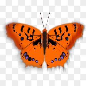 Mariposa Pirata - Orange Colour Cartoon, HD Png Download - mariposas vector png