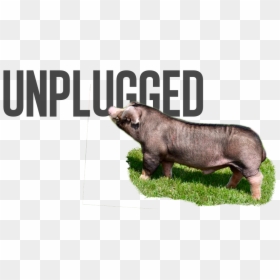 Mankind Unplugged Logo, HD Png Download - unplugged png