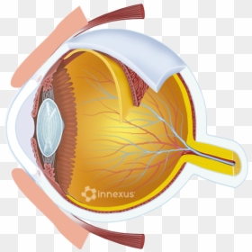 Glaucoma Png, Transparent Png - cartoon eyeball png