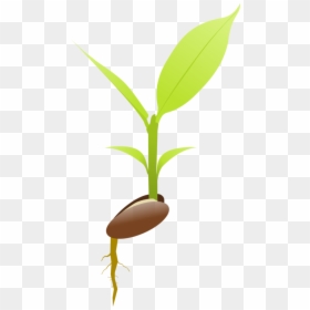 Botany,plant,flower - Illustration, HD Png Download - plant with roots png