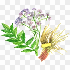 Valerian, HD Png Download - plant with roots png