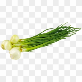 Leek Png - Зеленый Лук Пнг, Transparent Png - green onion png