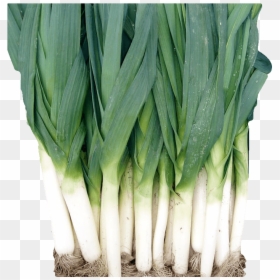 Welsh Onion , Png Download - Welsh Onion, Transparent Png - green onion png