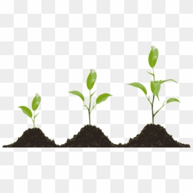 Plant Growth Png - Growing Plant Png, Transparent Png - plant growth png