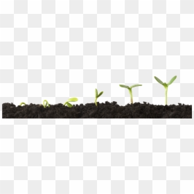Transparent Growing Plant Clipart - Grow With Us, HD Png Download - plant growth png