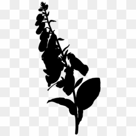 Foxglove - Foxglove Flower Silhouette, HD Png Download - foxglove png