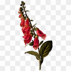 Foxglove - Foxglove Flowers Png, Transparent Png - foxglove png